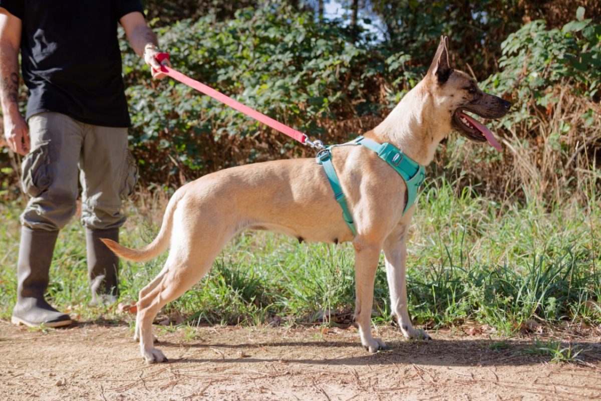 Anubis - Chien Berger à adopter - photo 3