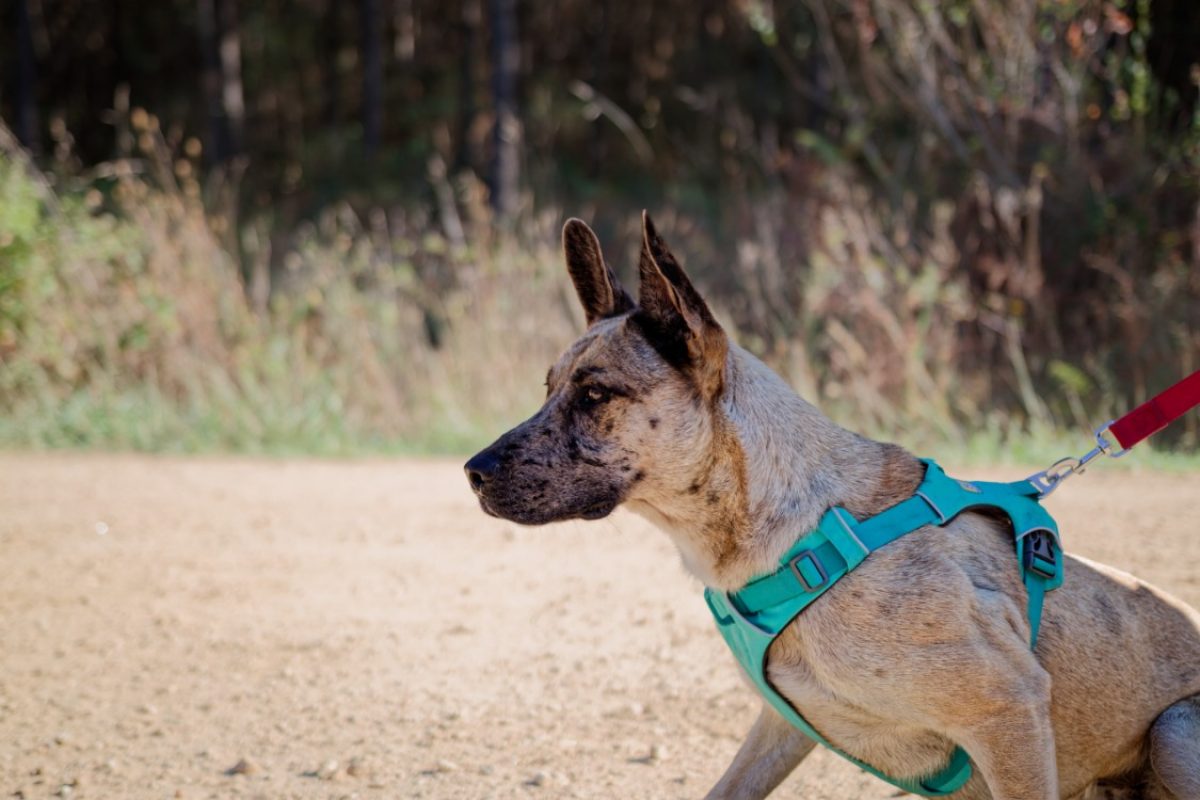 Anubis - Chien Berger à adopter - photo 4