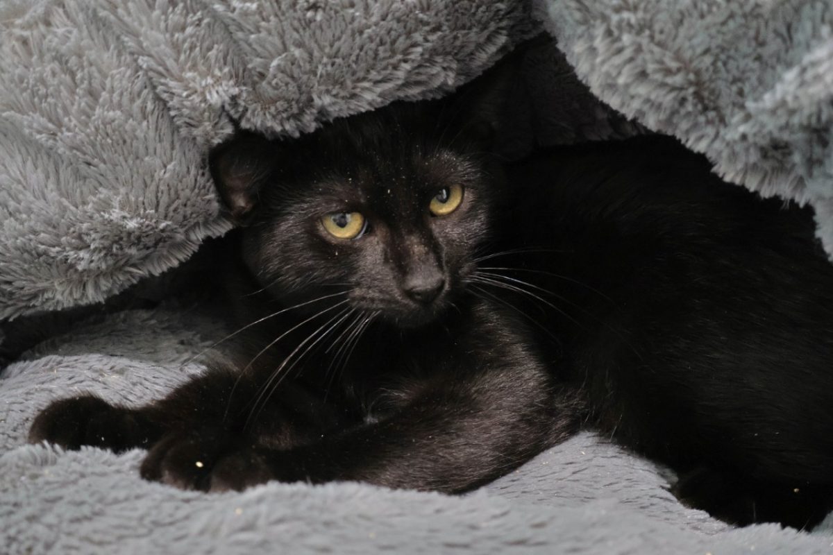 Calypso - Chat Européen à adopter