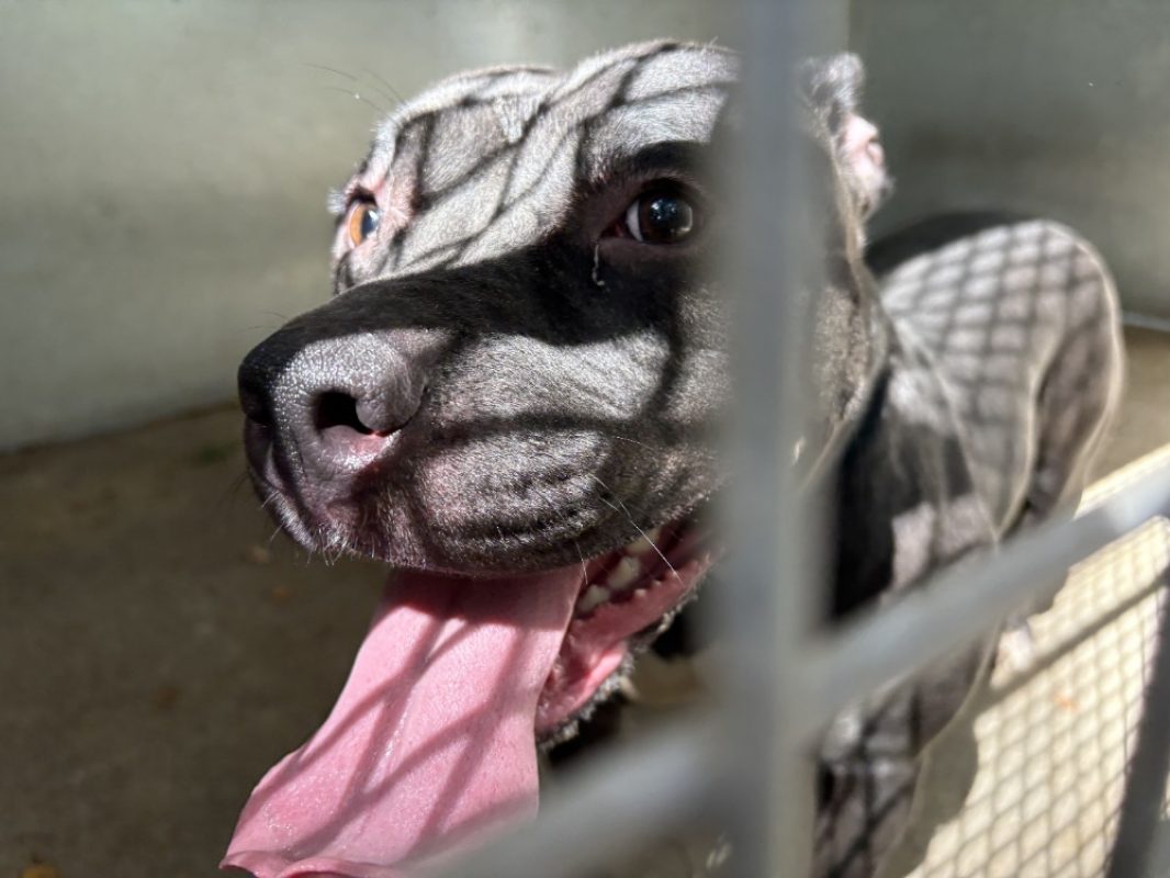 Mia - Chien Bouledogue Américain à adopter