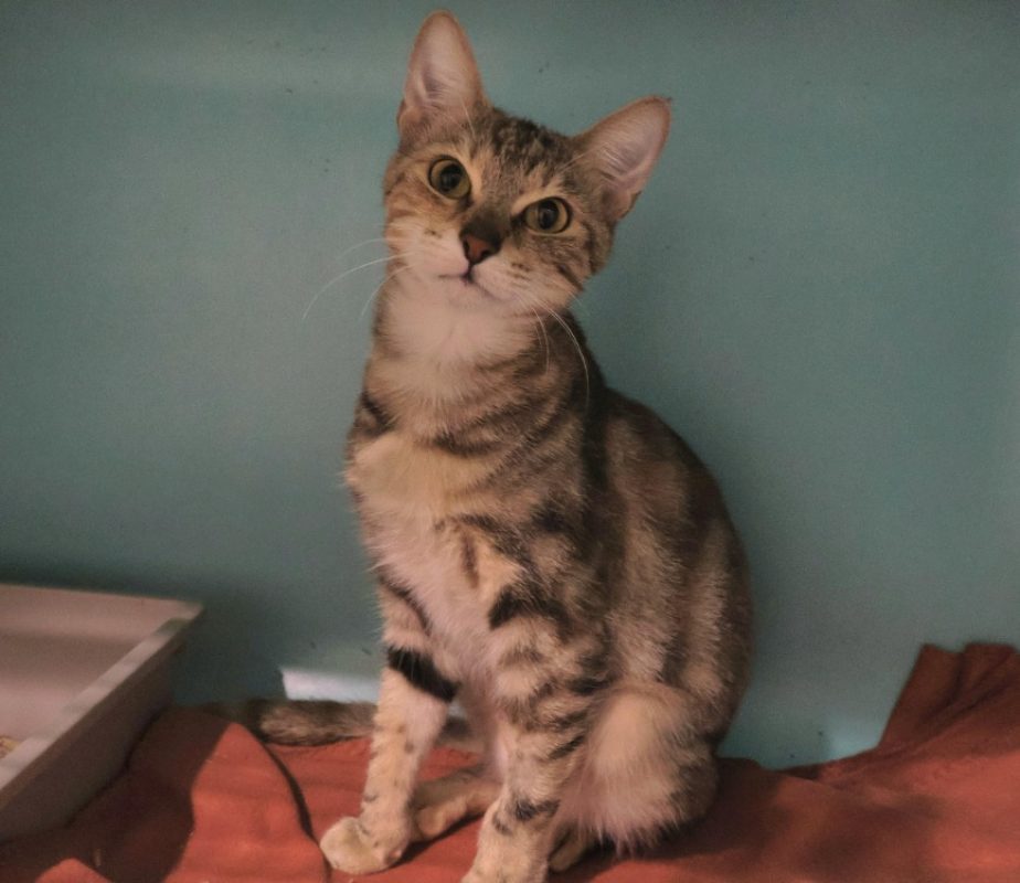 Waza - Chat Européen à adopter
