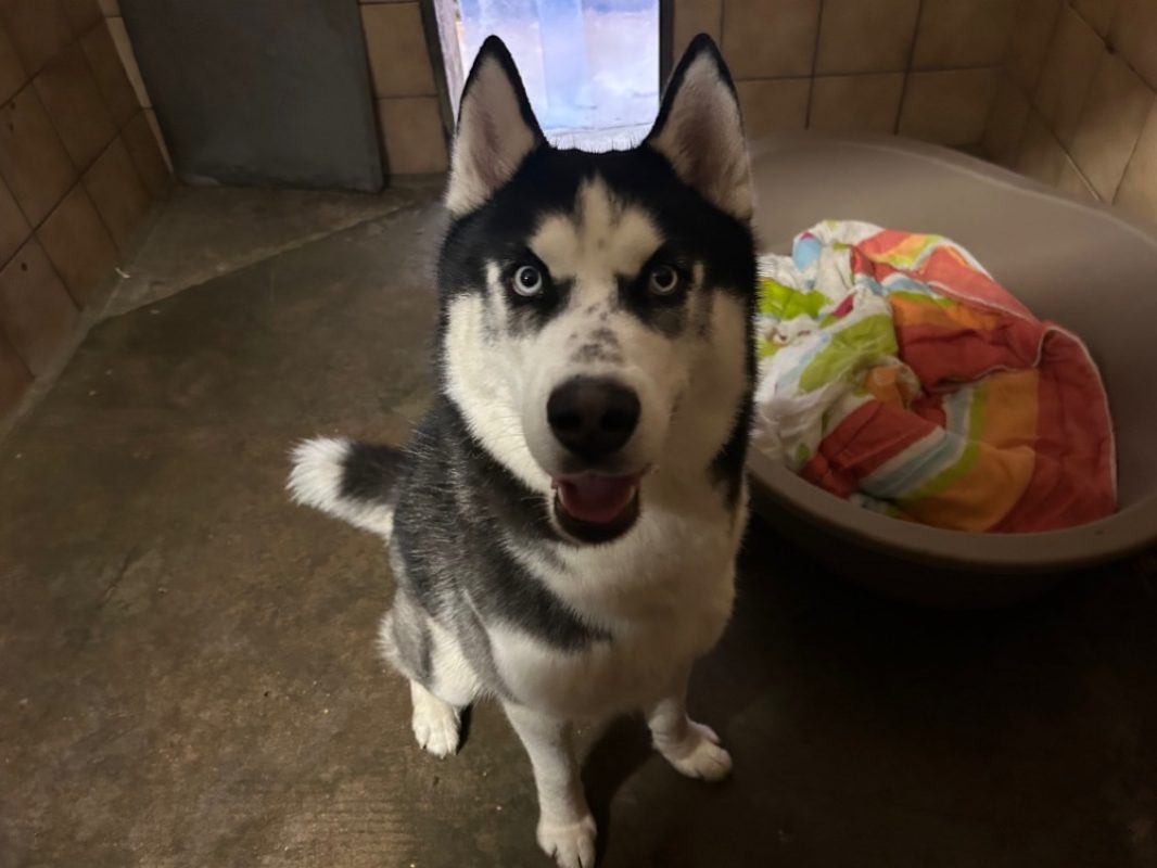 Calin - Chien Husky Sibérien à adopter