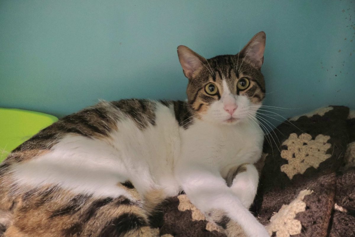 Roudoudou - Chat Européen à adopter