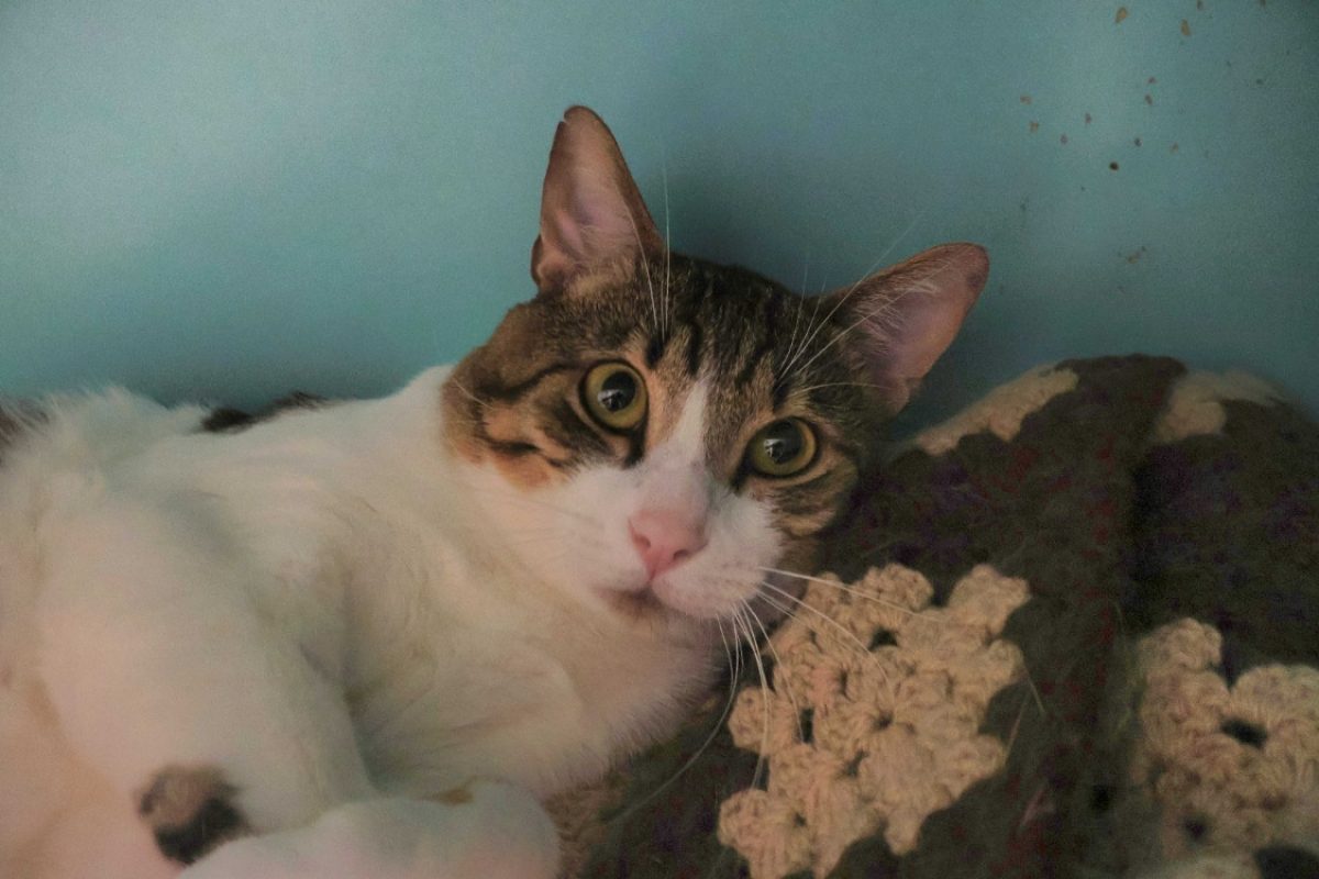 Roudoudou - Chat Européen à adopter - photo 2