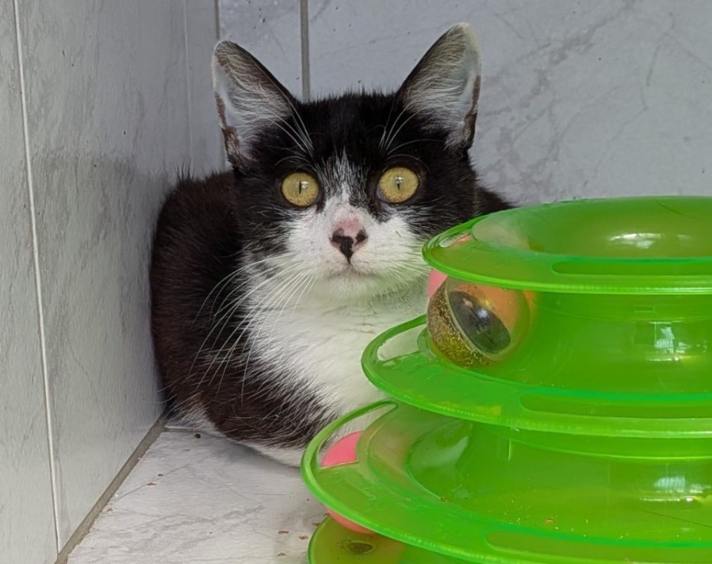 Aura - Chat Européen à adopter