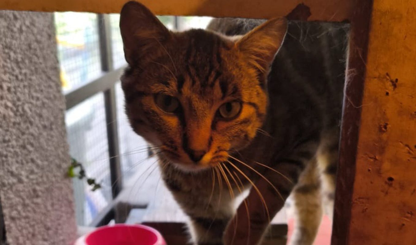 Kimko - Chat Européen à adopter
