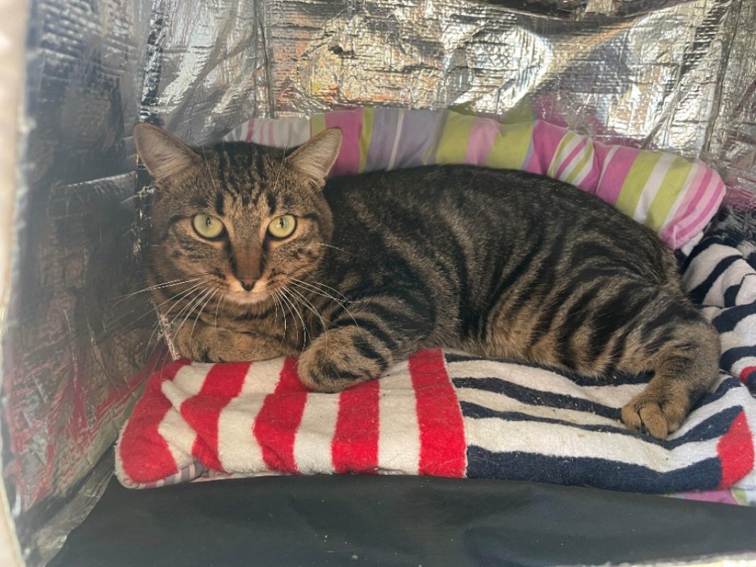 Kimko - Chat Européen à adopter