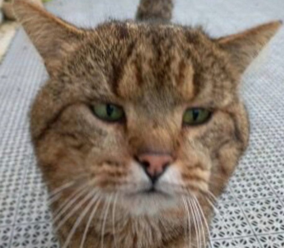 Mr patate - Chat à adopter