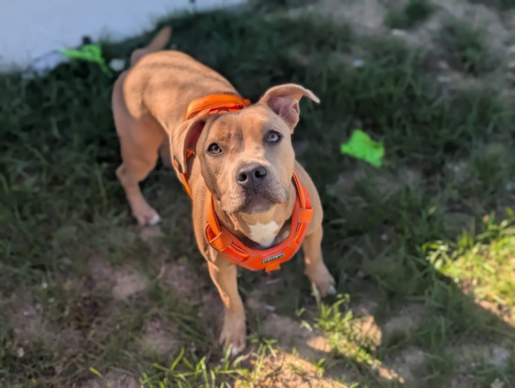 Bottega - Chien Bouledogue Américain à adopter