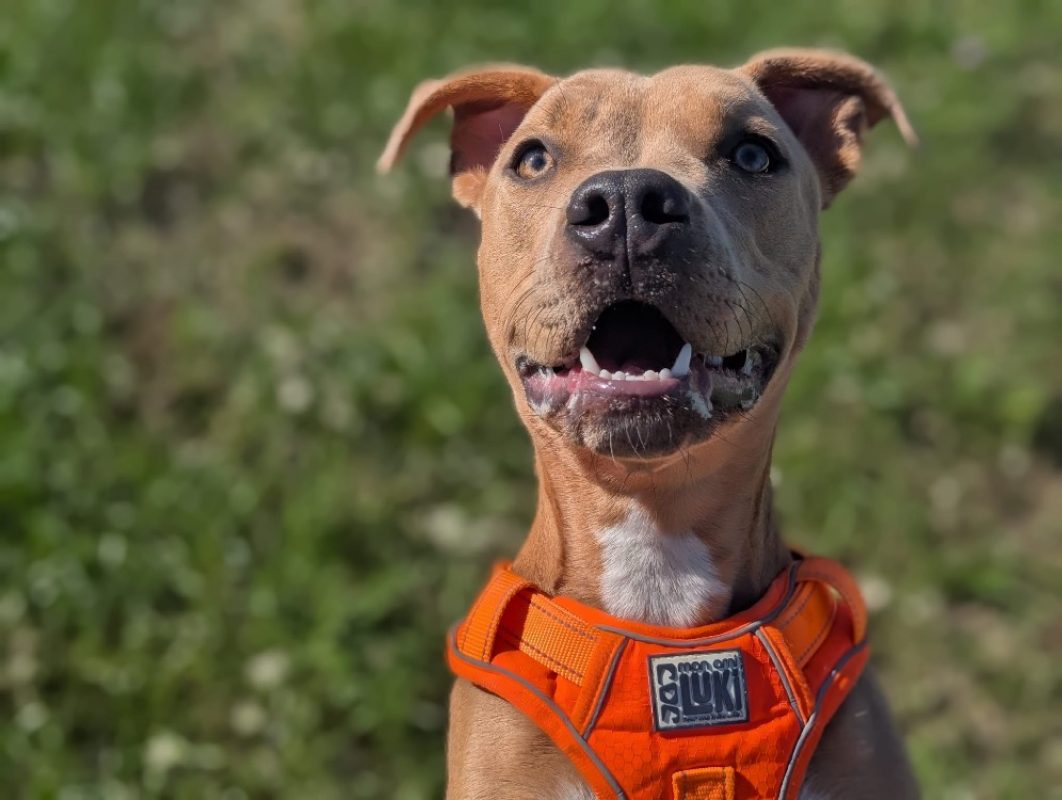 Bottega - Chien Bouledogue Américain à adopter - photo 2