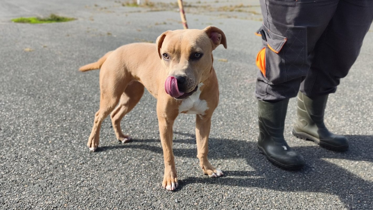 Bottega - Chien Bouledogue Américain à adopter - photo 3