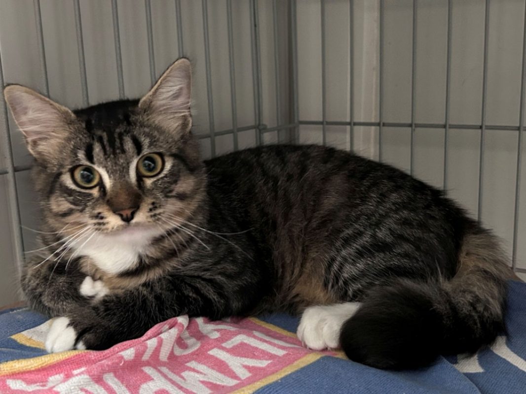 Kali - Chat Européen à adopter