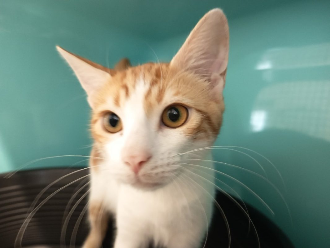 Chamallow - Chat Européen à adopter