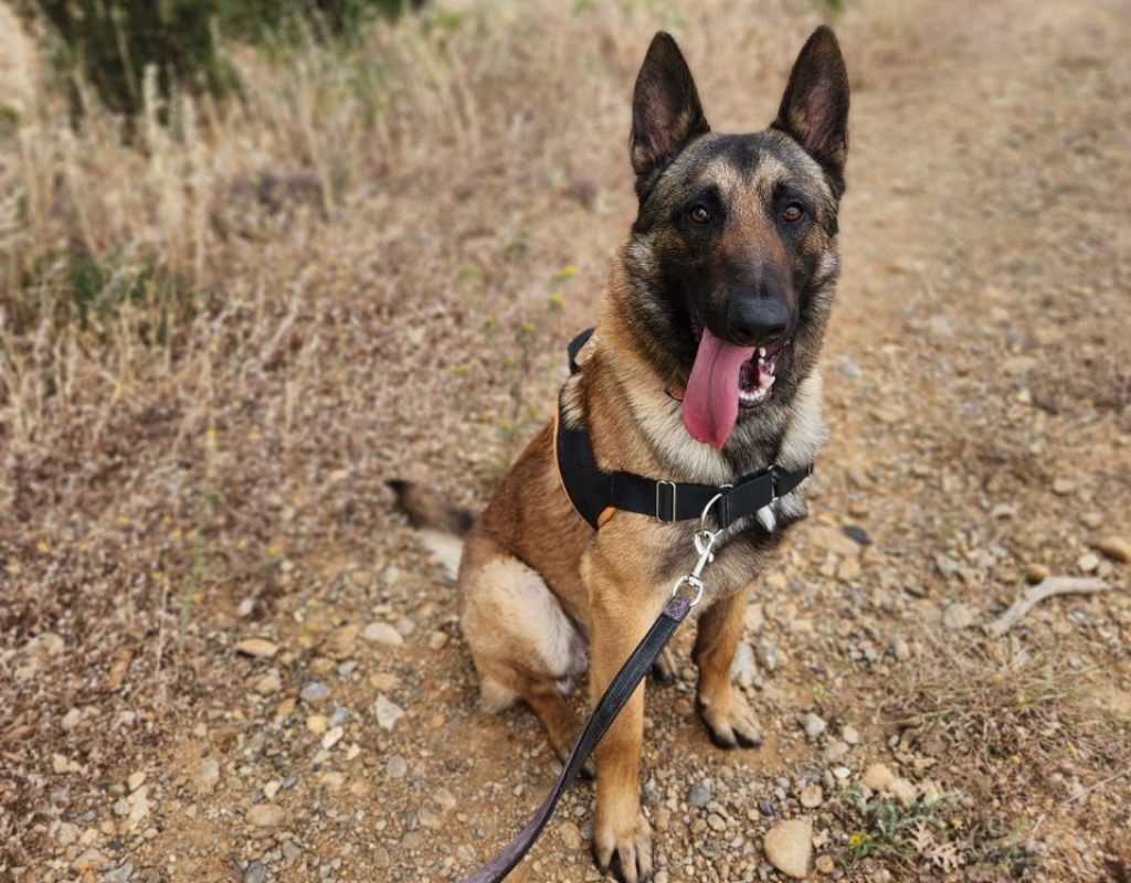 Aslan - Chien Berger Belge Malinois à adopter
