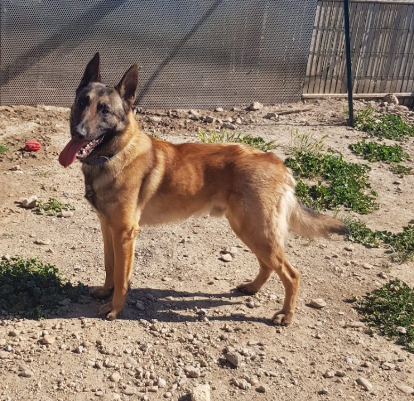 Aslan - Chien Berger Belge Malinois à adopter - photo 2