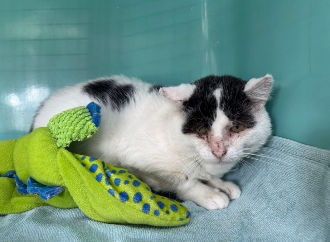 Loki - Chat Européen à adopter