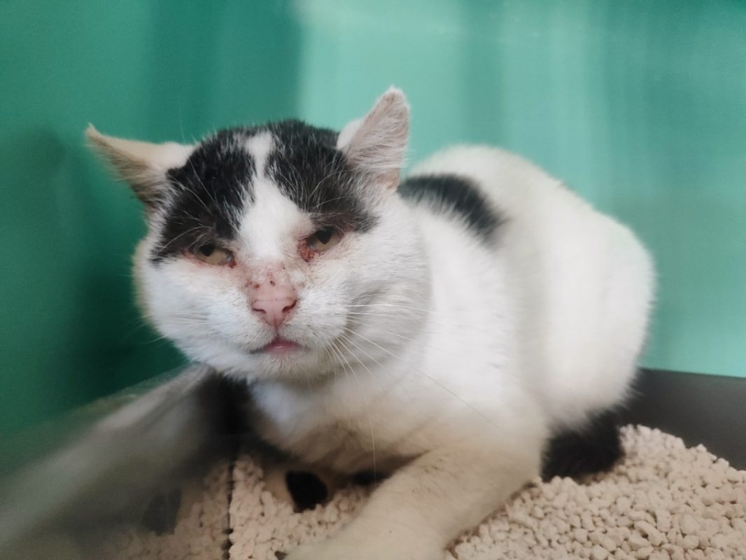 Loki - Chat Européen à adopter