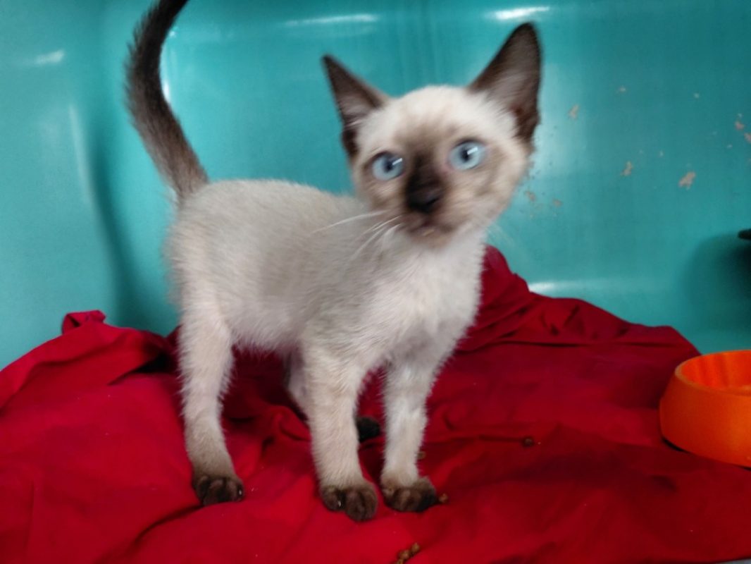 Minou - Chat Européen à adopter