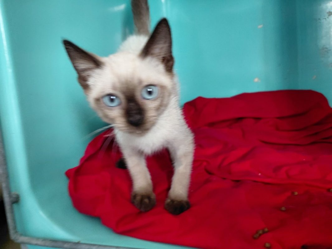 Minou - Chat Européen à adopter - photo 2