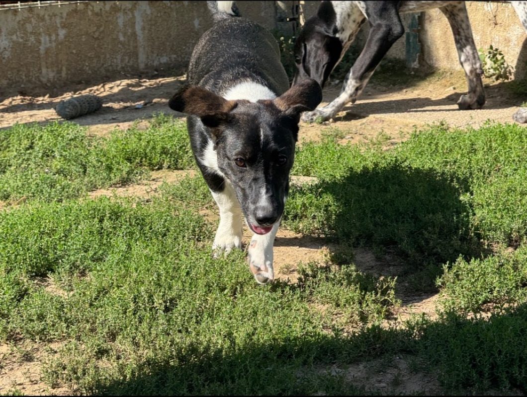Pop corn a trouve sa famille - Chien à adopter