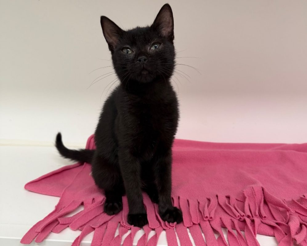 Balancelle - Chat Européen à adopter