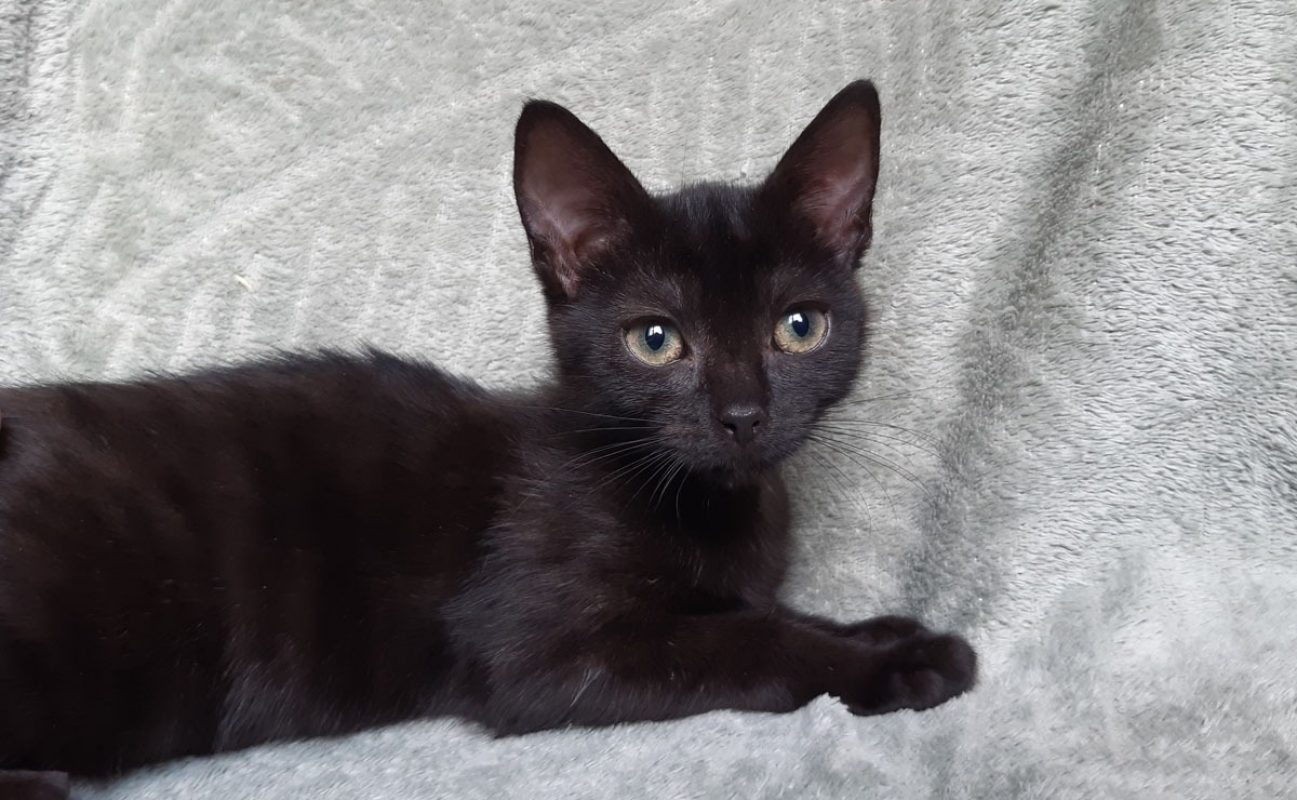 Balancelle - Chat Européen à adopter - photo 2