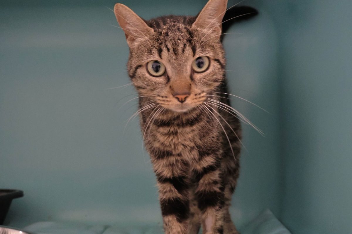 Capucine - Chat Européen à adopter