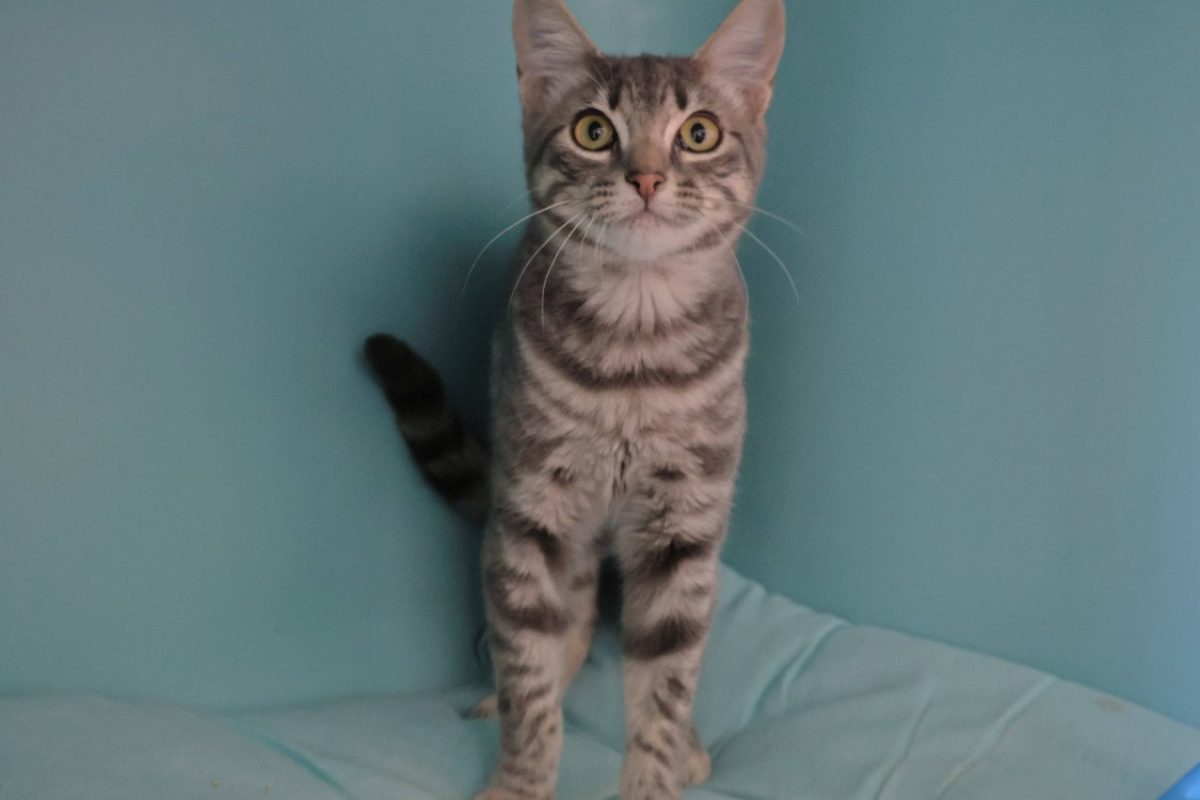 Sunny - Chat Européen à adopter