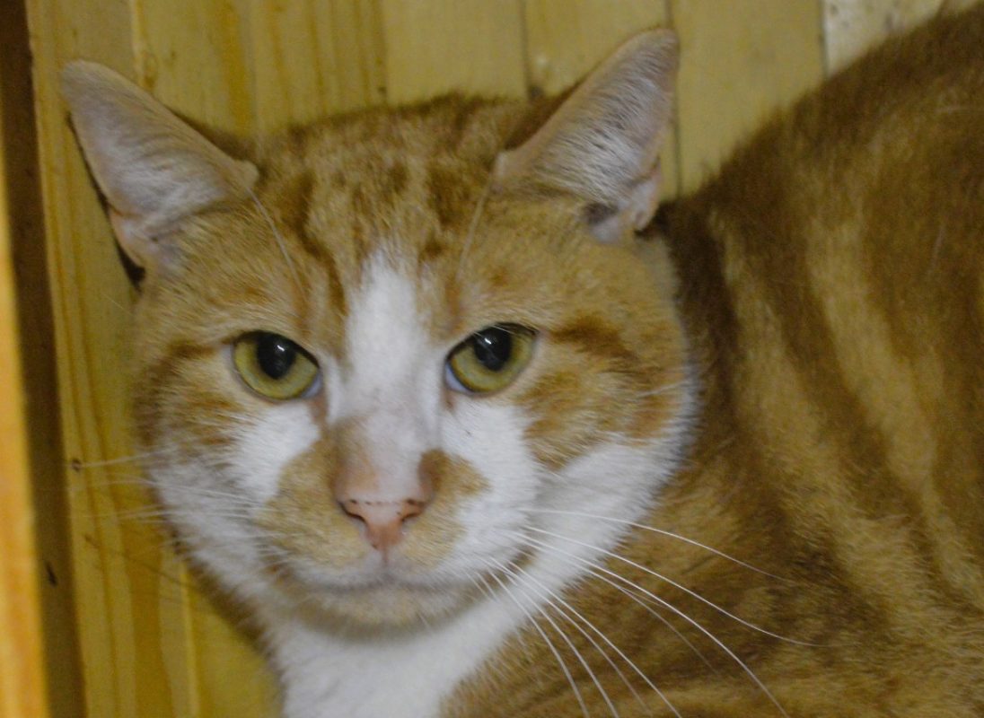 Sesame - Chat Européen à adopter