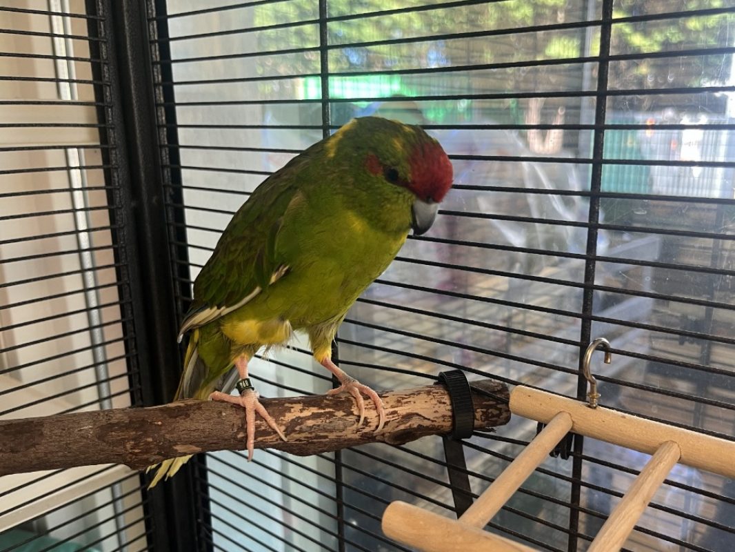 Zozo - Oiseau à adopter