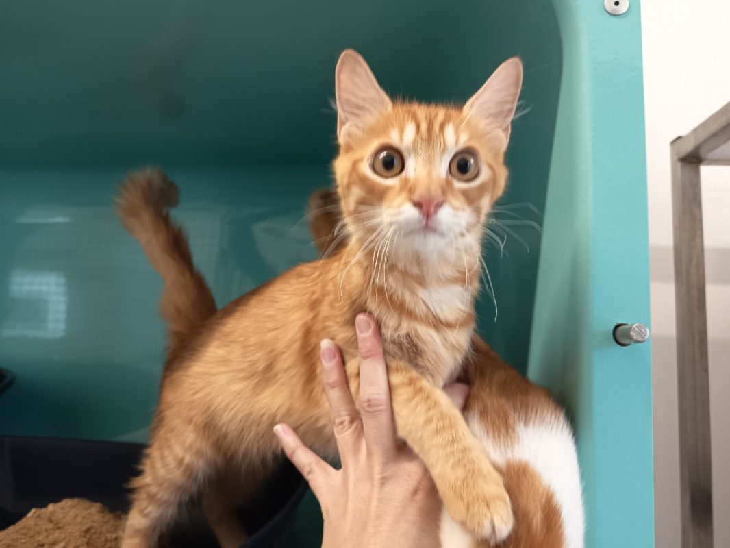 Sweety - Chat Européen à adopter