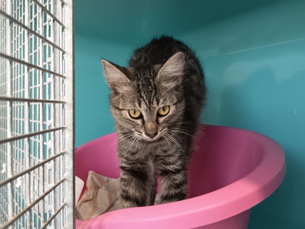 Grisette - Chat Européen à adopter