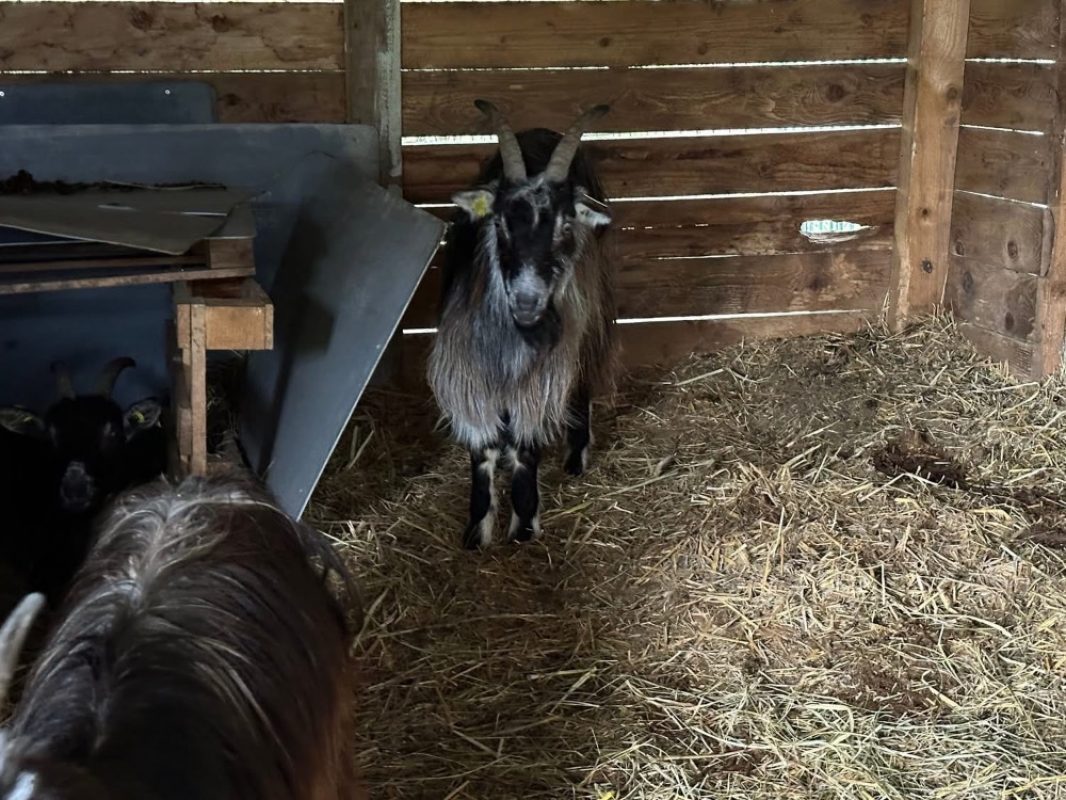 Chaki - Animal de ferme Chèvre à adopter