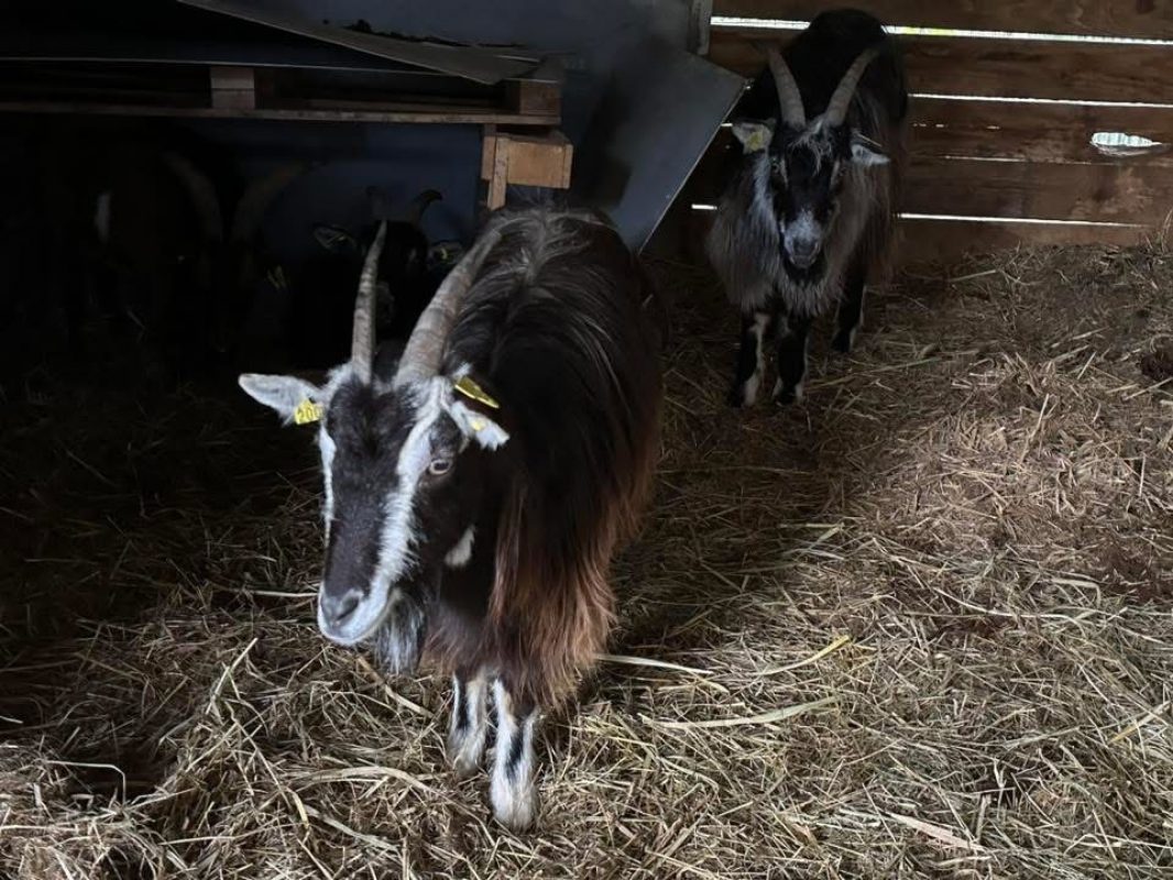 Chama - Animal de ferme Chèvre à adopter