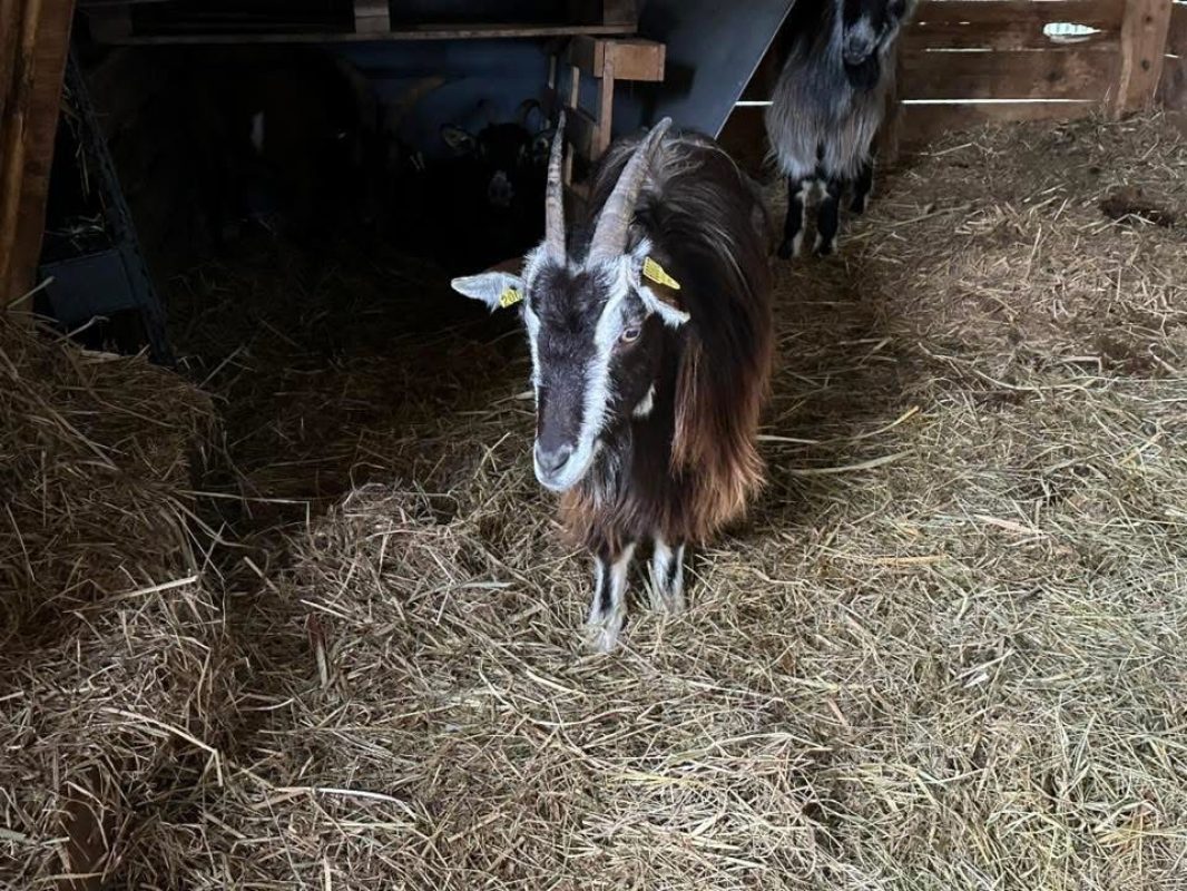 Chama - Animal de ferme Chèvre à adopter - photo 2