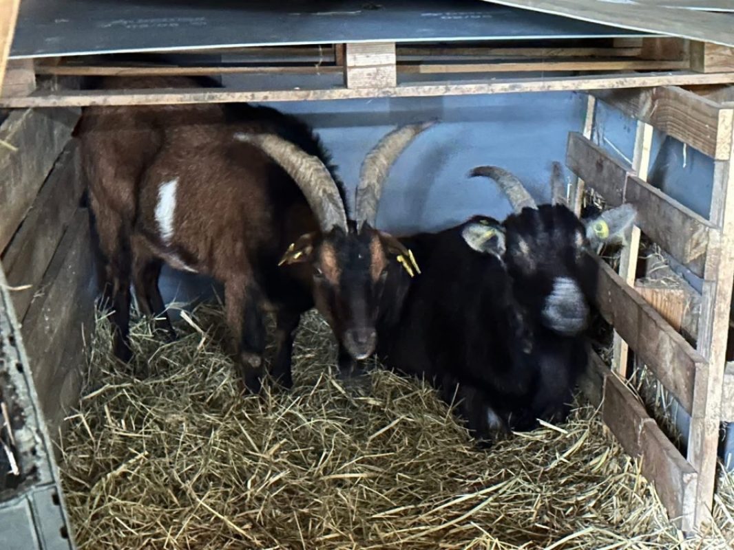 Patacrepe - Animal de ferme Bouc à adopter