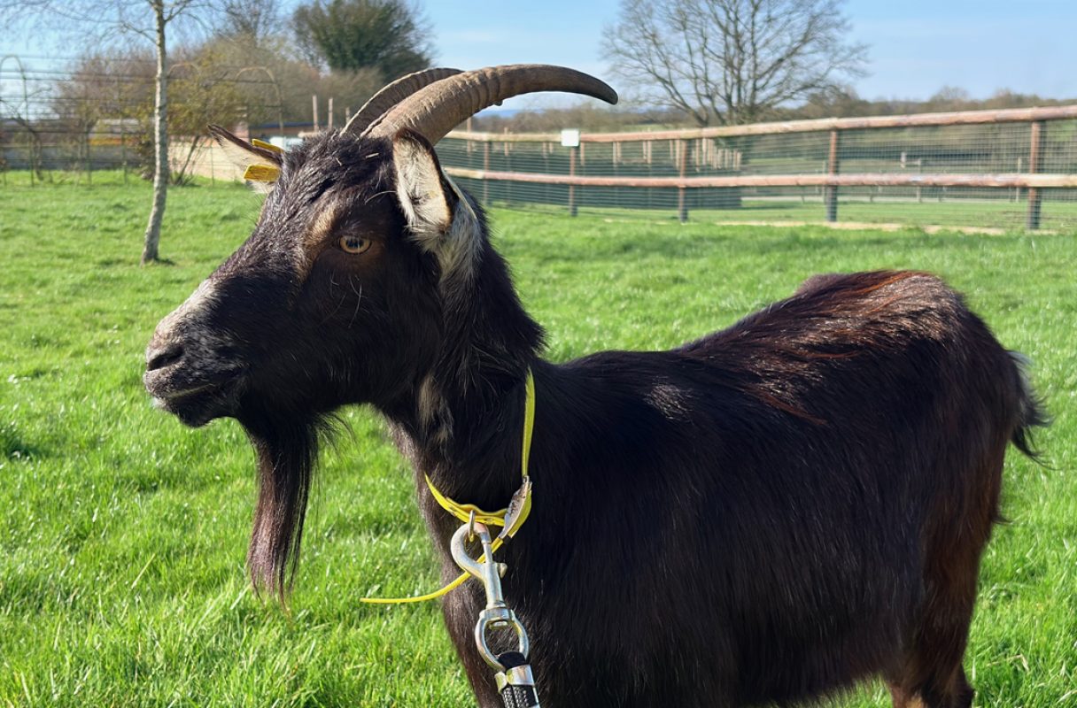 Rivera - Animal de ferme Chèvre à adopter