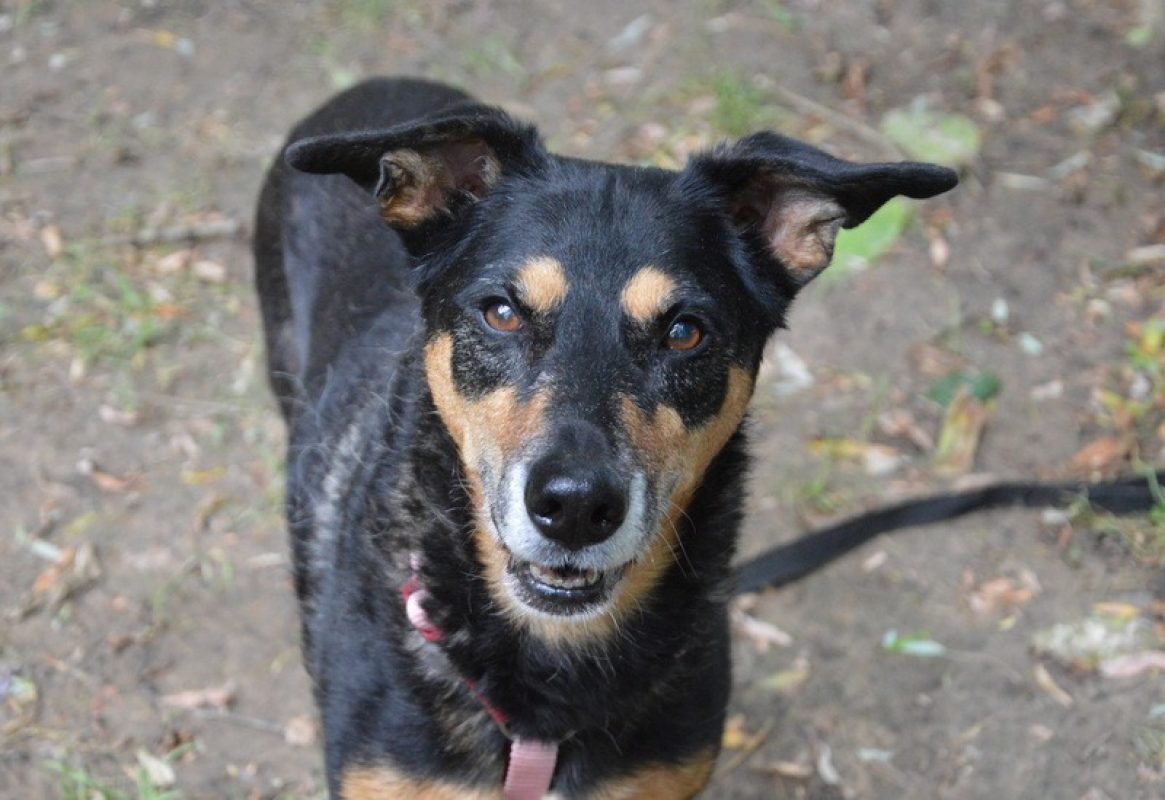 Laika - Chien à adopter