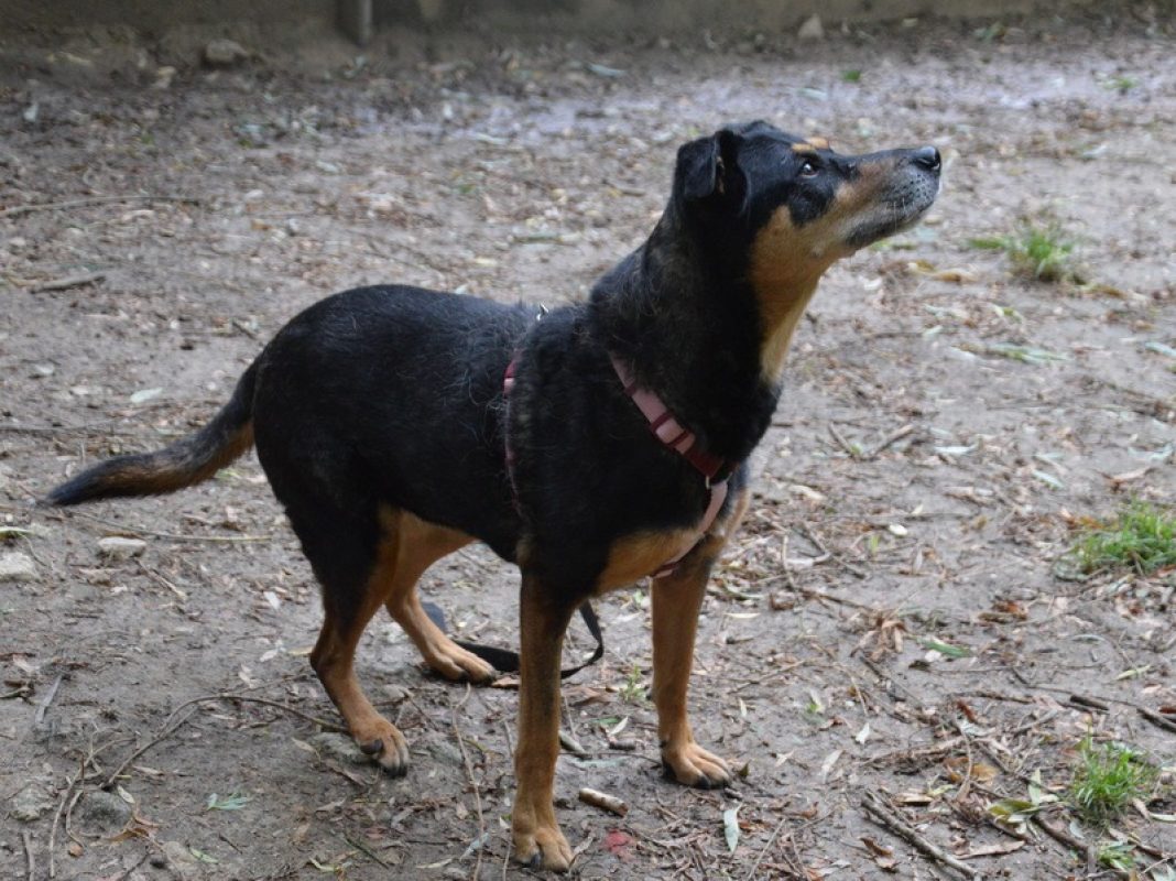 Laika - Chien à adopter - photo 2