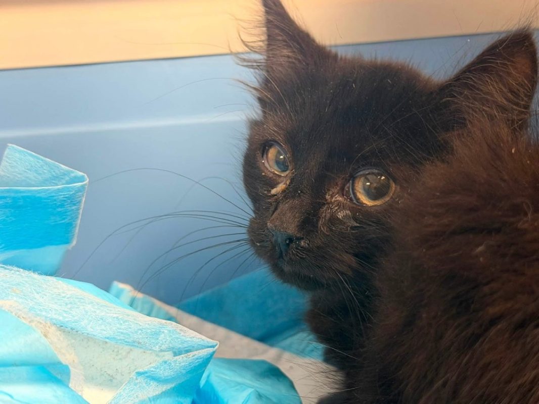 Teo - Chat Européen à adopter