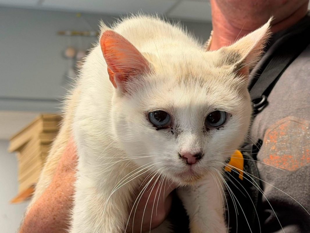 Sidonie - Chat Siamois à adopter