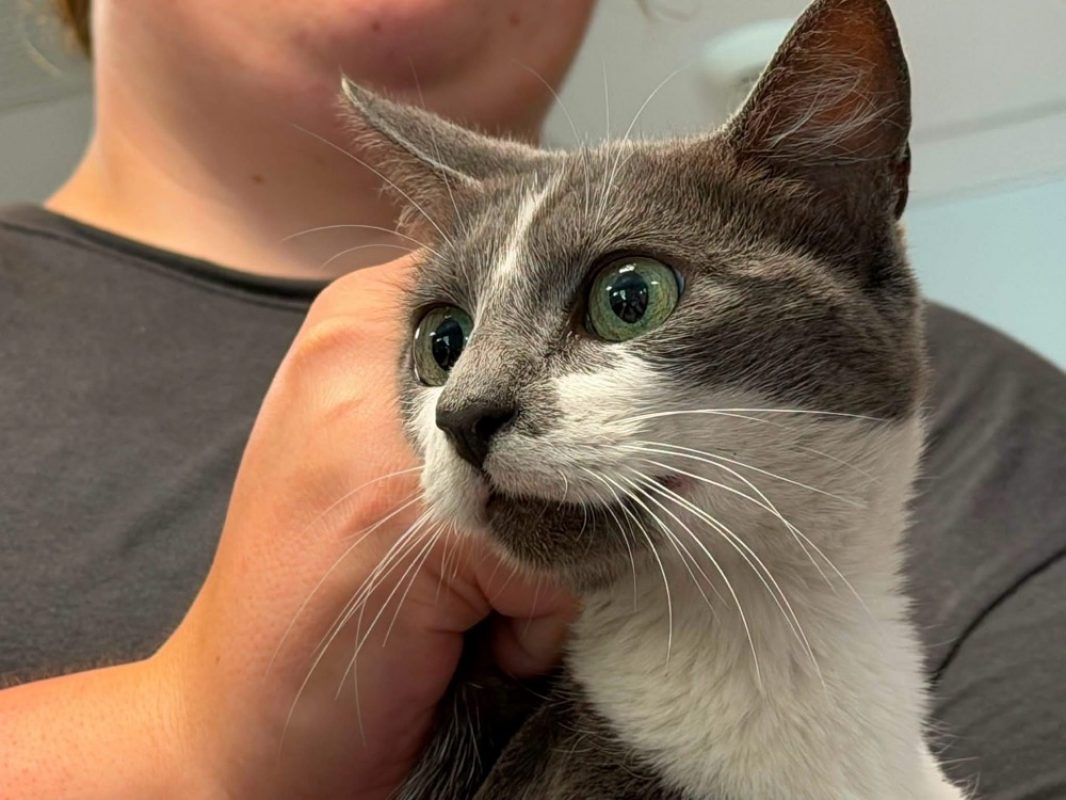 Verra - Chat Européen à adopter