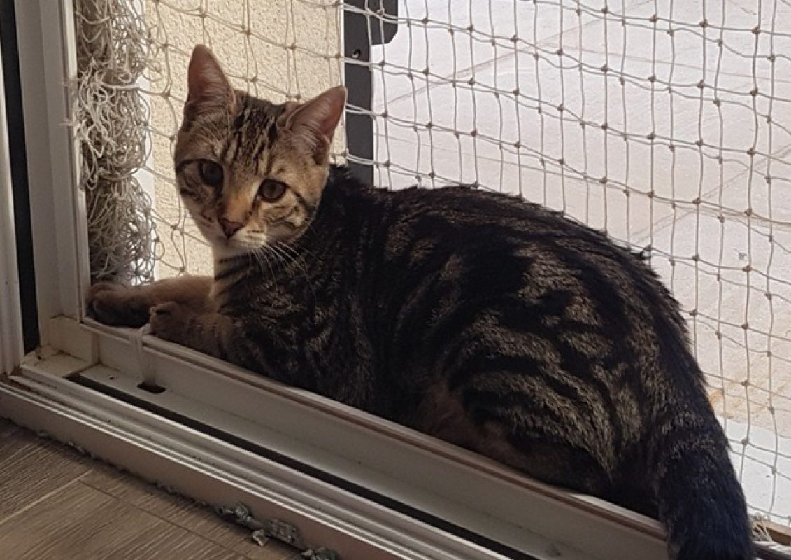 Lulu - Chat Européen à adopter