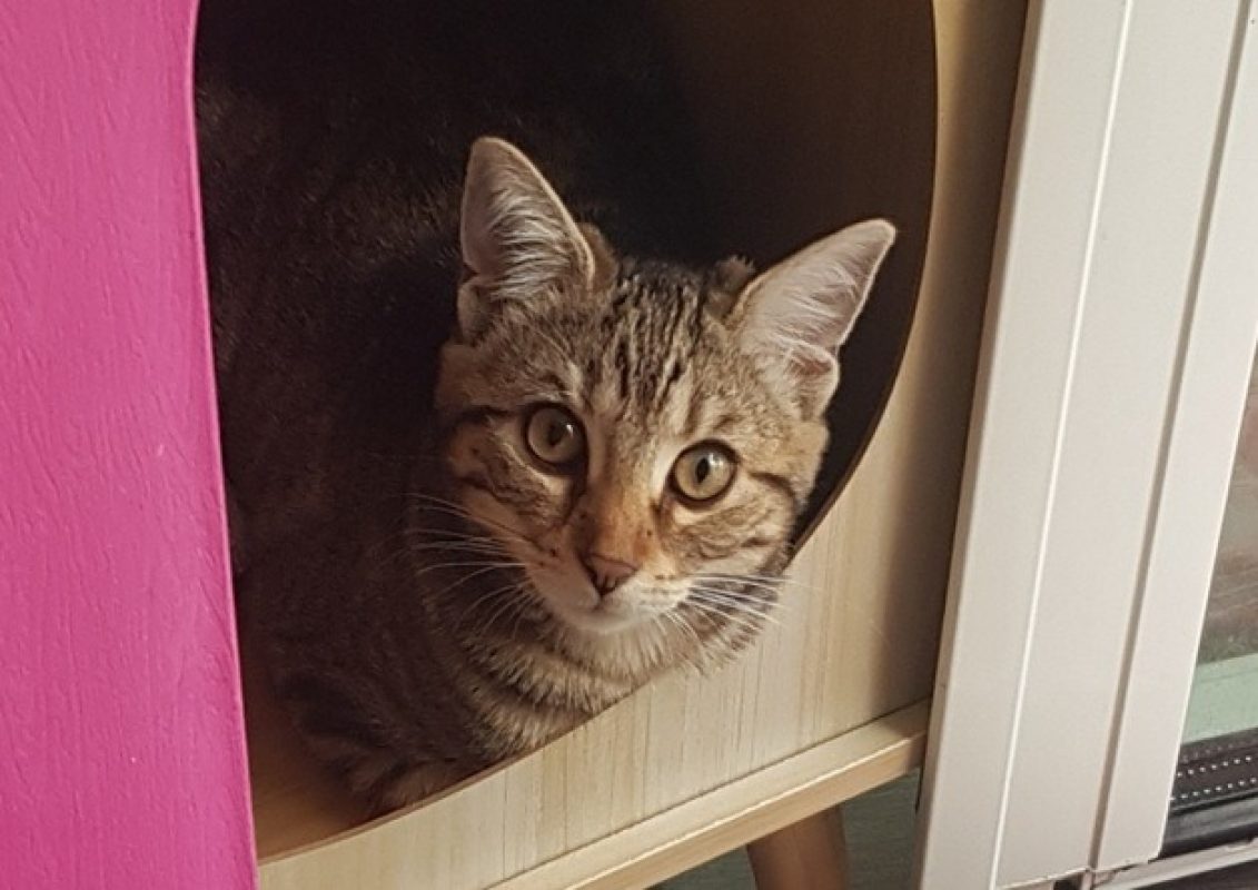 Lili - Chat Européen à adopter