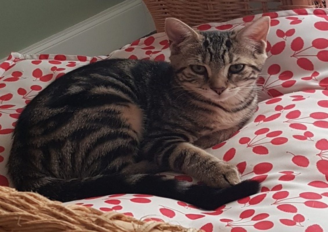 Lili - Chat Européen à adopter - photo 2
