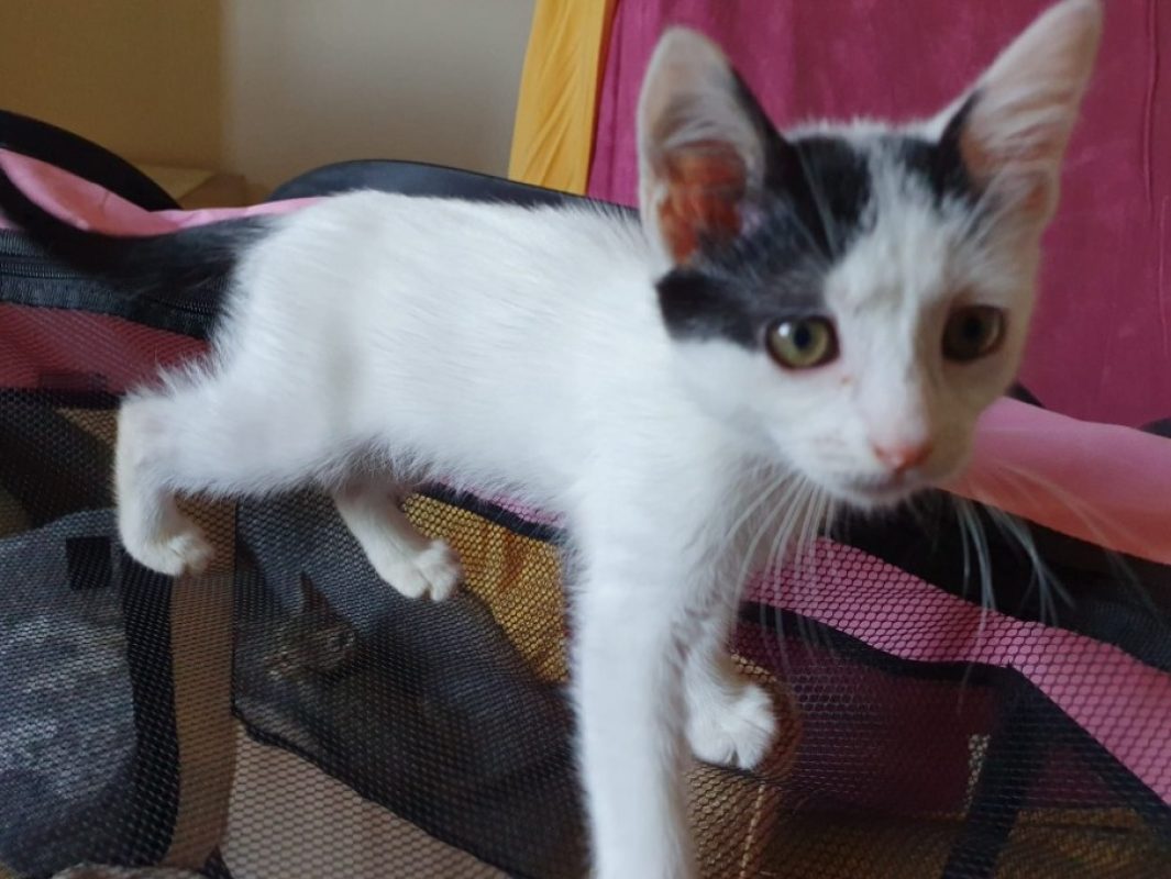 Manille - Chat Européen à adopter