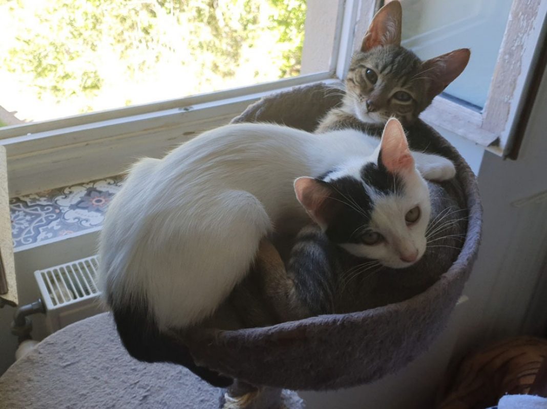 Manille - Chat Européen à adopter - photo 3
