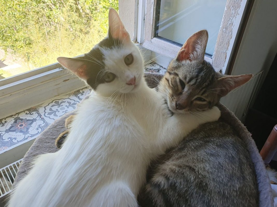 Manille - Chat Européen à adopter - photo 4