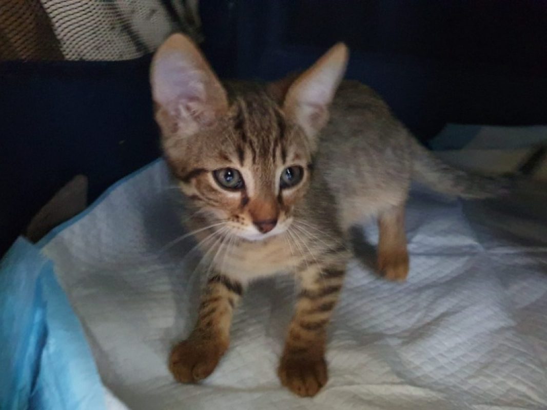 Macao - Chat Européen à adopter