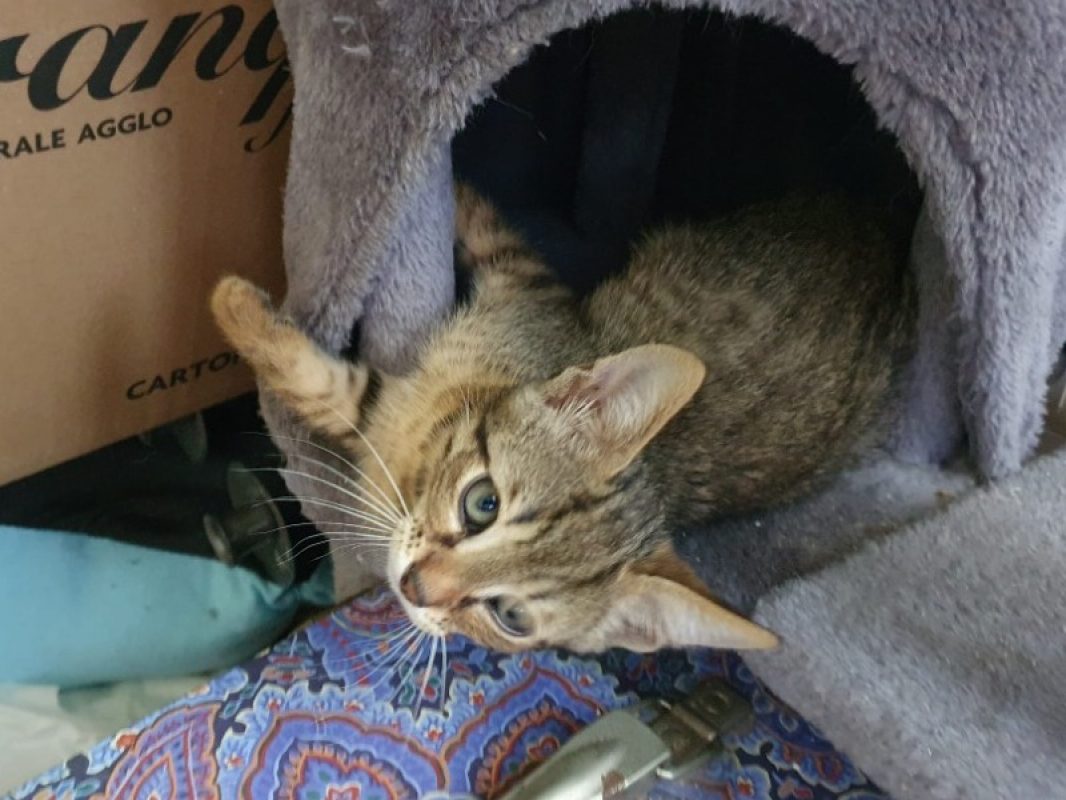 Macao - Chat Européen à adopter - photo 2